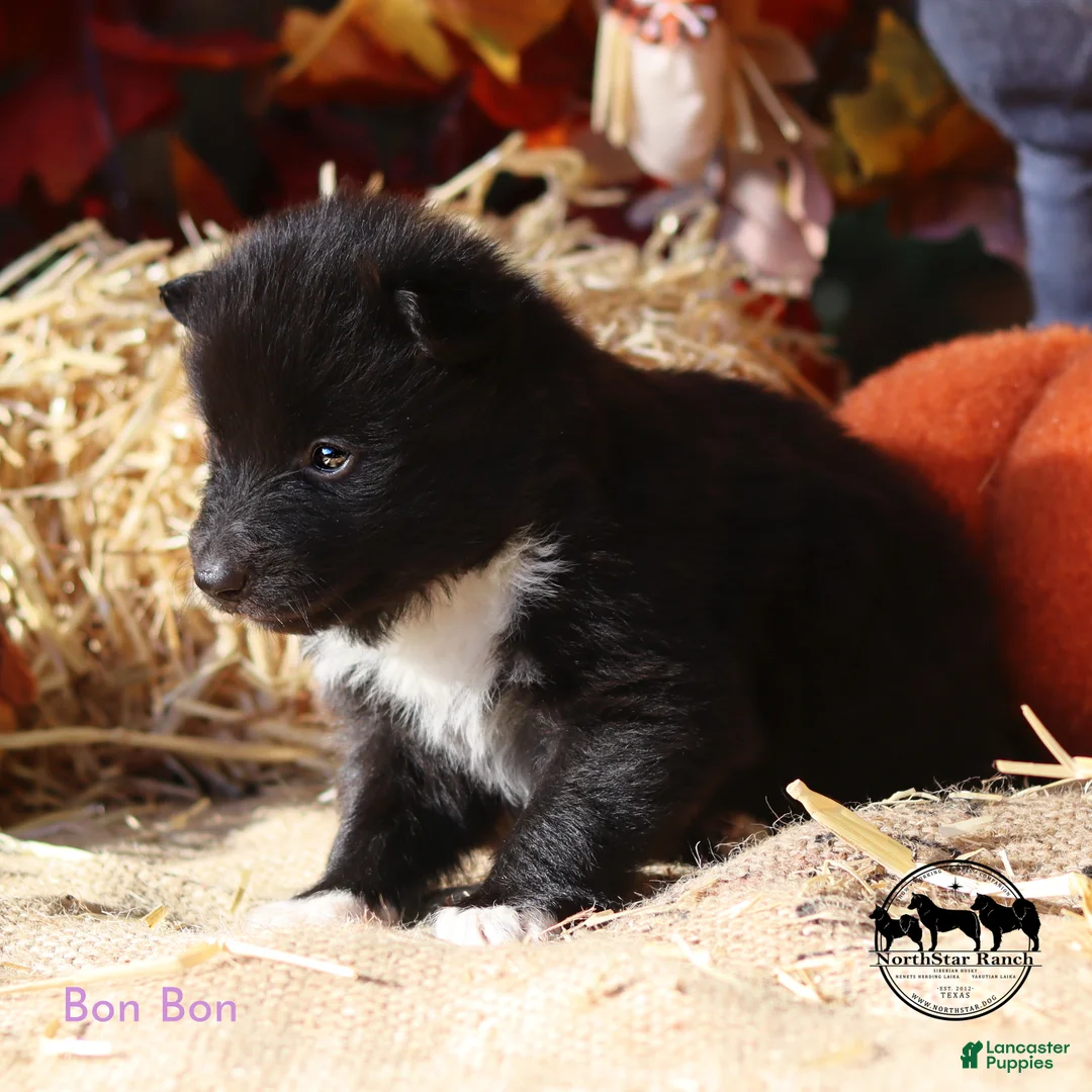 Nenets Herding Laika dogs for sale: Bon Bon - Ad 1