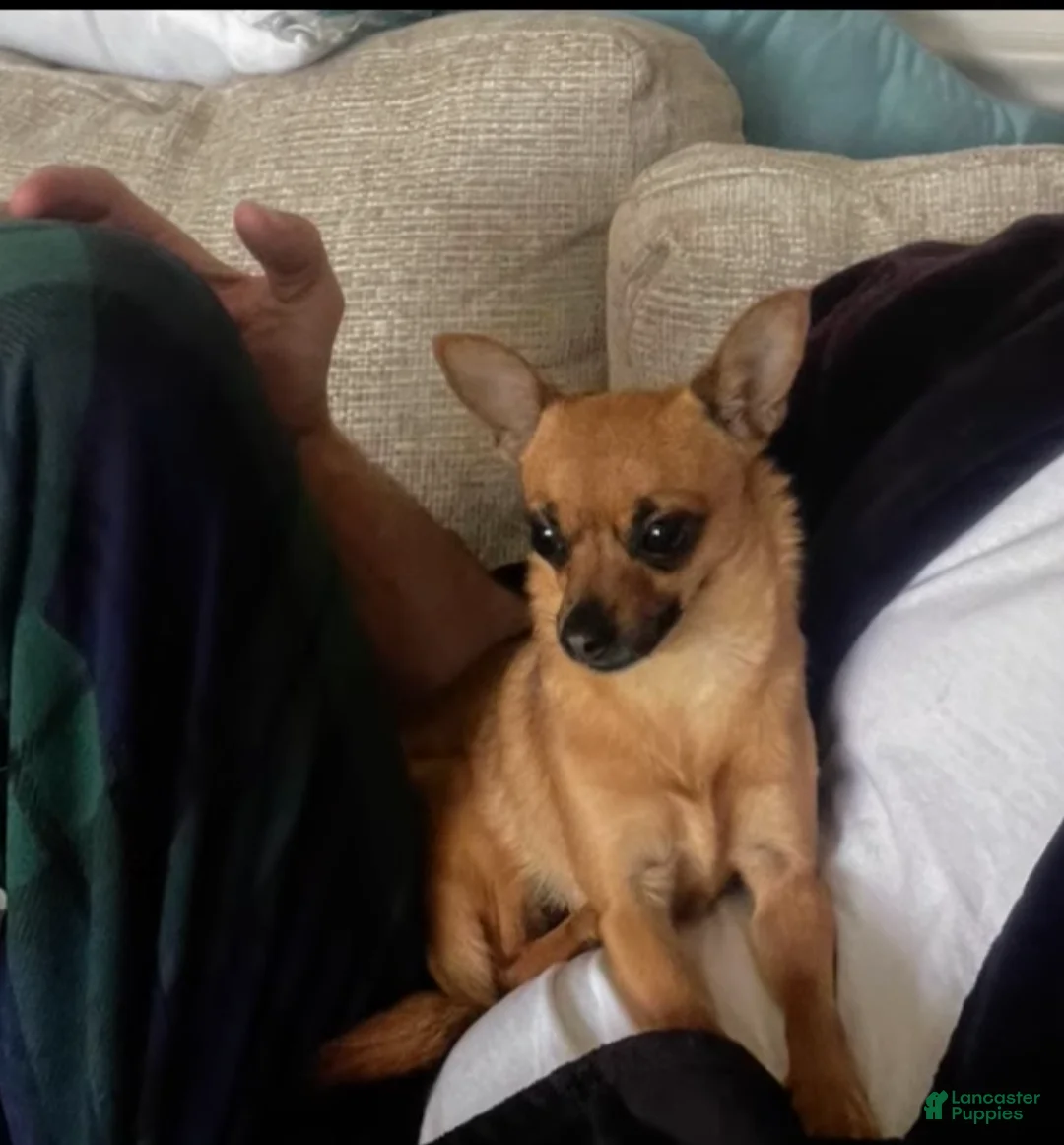 Chihuahua dogs for sale: Chihuahua Puppy 1 - Ad 2