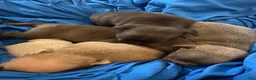 French Bulldog dogs for sale: French Bulldog 2 - Ad 6
