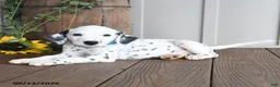Dalmatian dogs for sale: Lucky - Ad 3