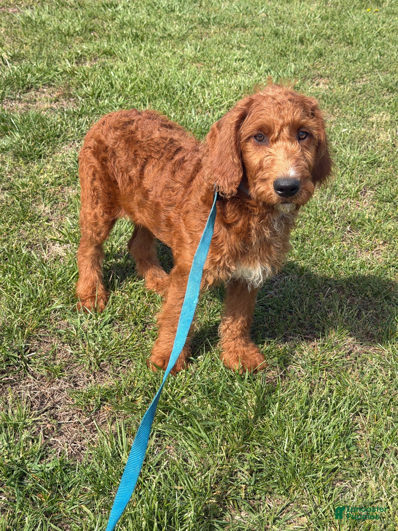 Labradoodle dogs Kenny - Ad 5