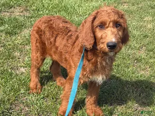 Labradoodle dogs Kenny - Ad 28