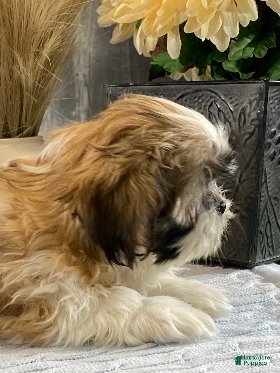 Shih Tzu dogs for sale: Sarge - Ad 5