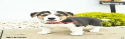 Welsh Corgi Pembroke dogs for sale: Bailey - Ad 3