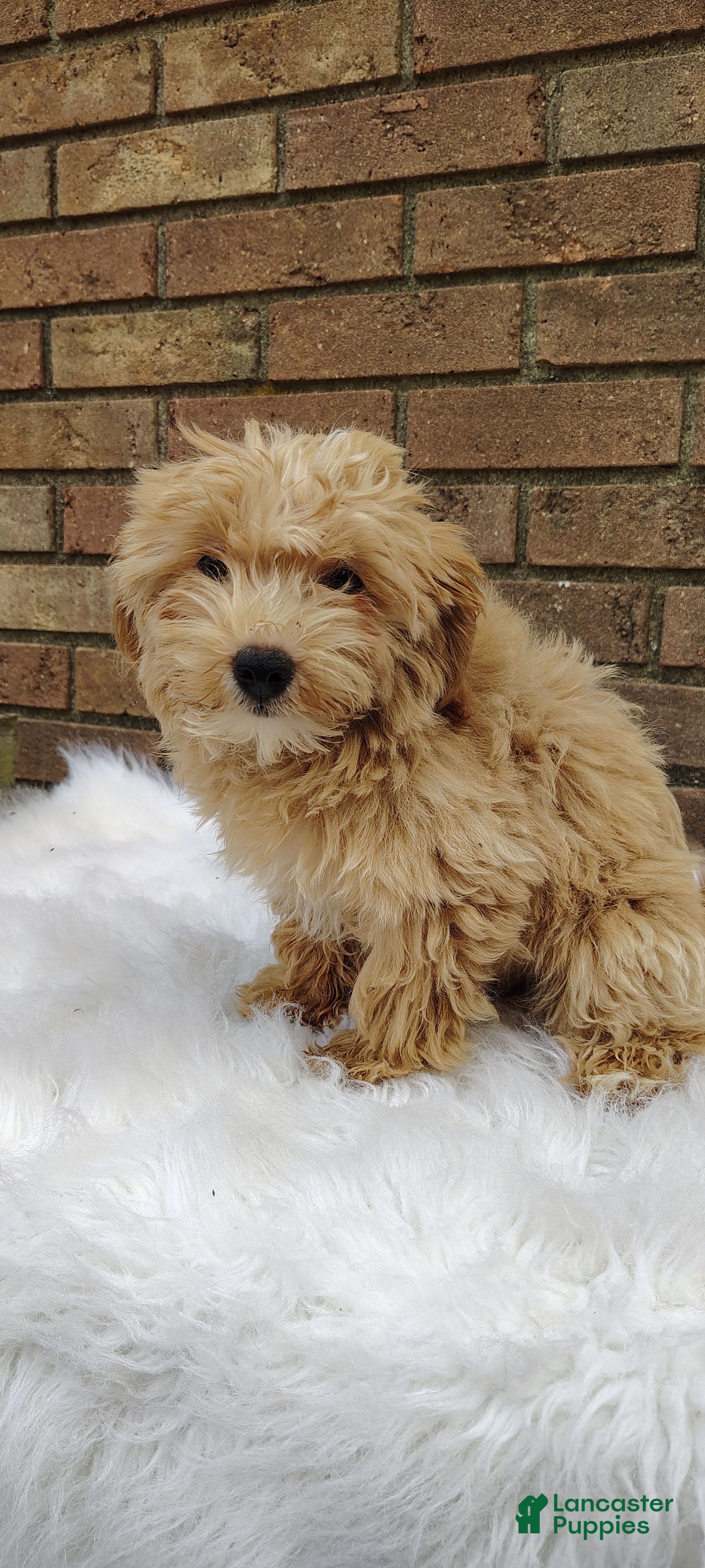 Maltipoo dogs Biscuit - Ad 2