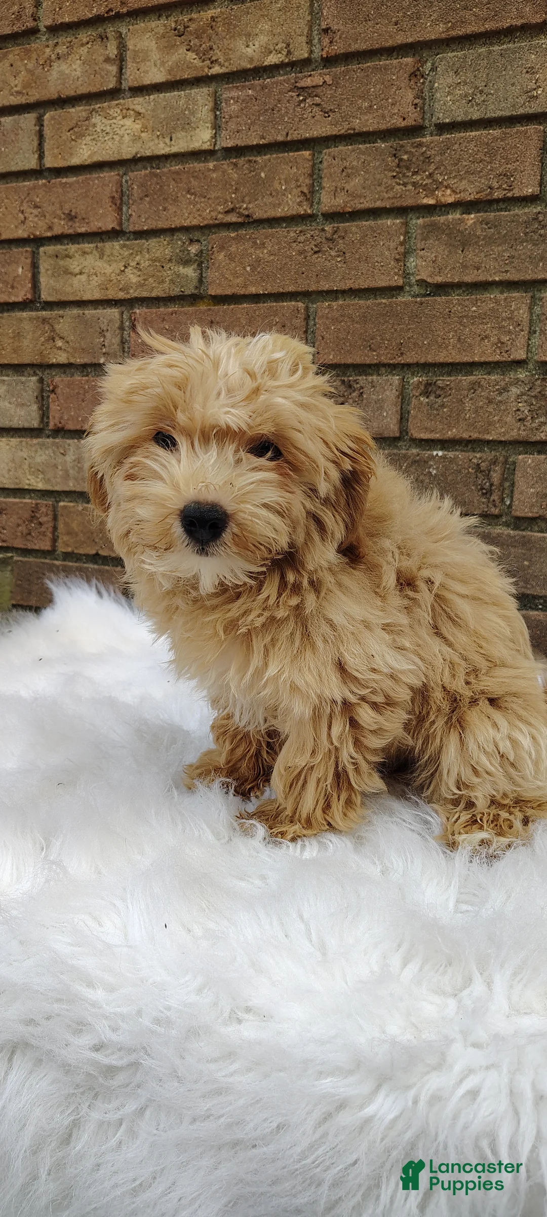 Maltipoo dogs for sale: Biscuit - Ad 2