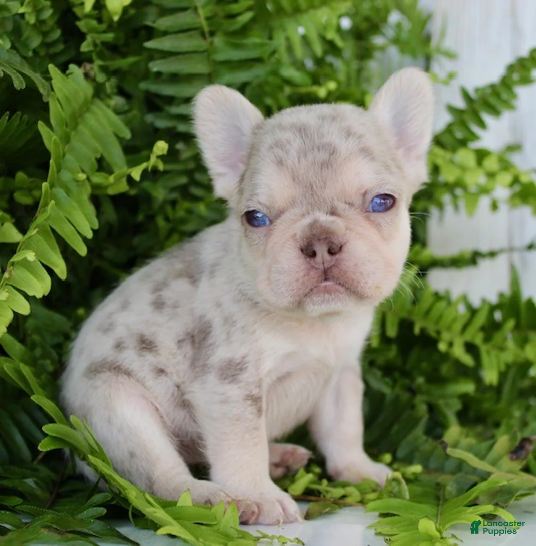French Bulldog dogs for sale: Princess - Ad 2