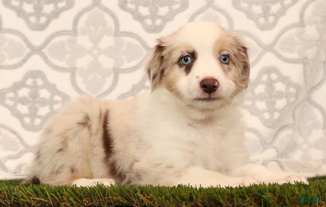 Miniature Australian Shepherd dogs for sale: Rose - Ad 6