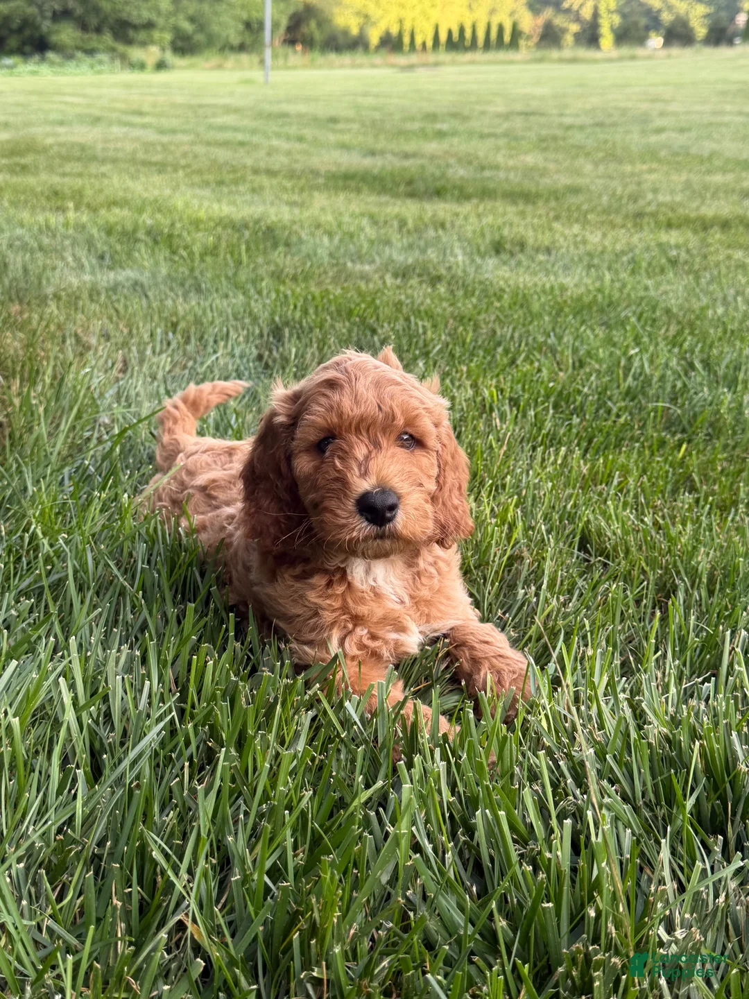 Mini Goldendoodle dogs for sale: Duke - Ad 2