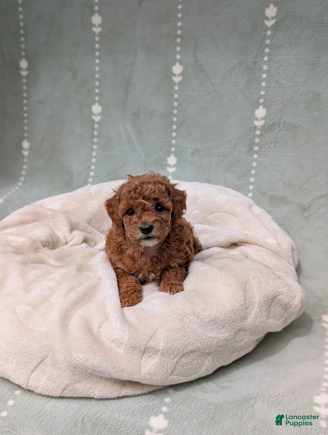 Toy Poodle dogs for sale: Paris  - Ad 8