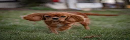 Cavalier King Charles Spaniel dogs for sale: Ford Cavalier King Charles Spaniel  - Ad 3