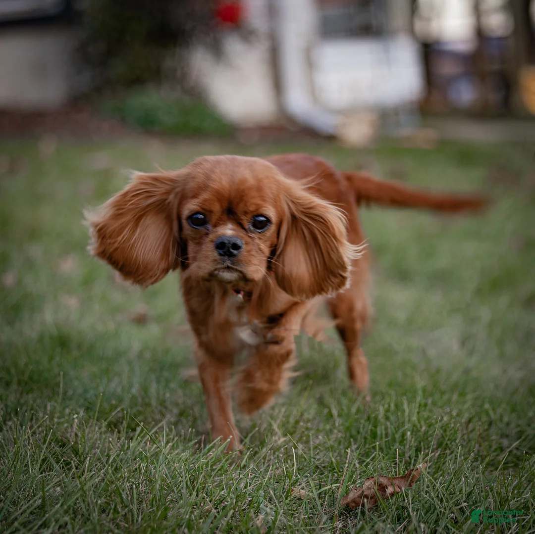 Cavalier King Charles Spaniel dogs for sale: Ford Cavalier King Charles Spaniel  - Ad 3