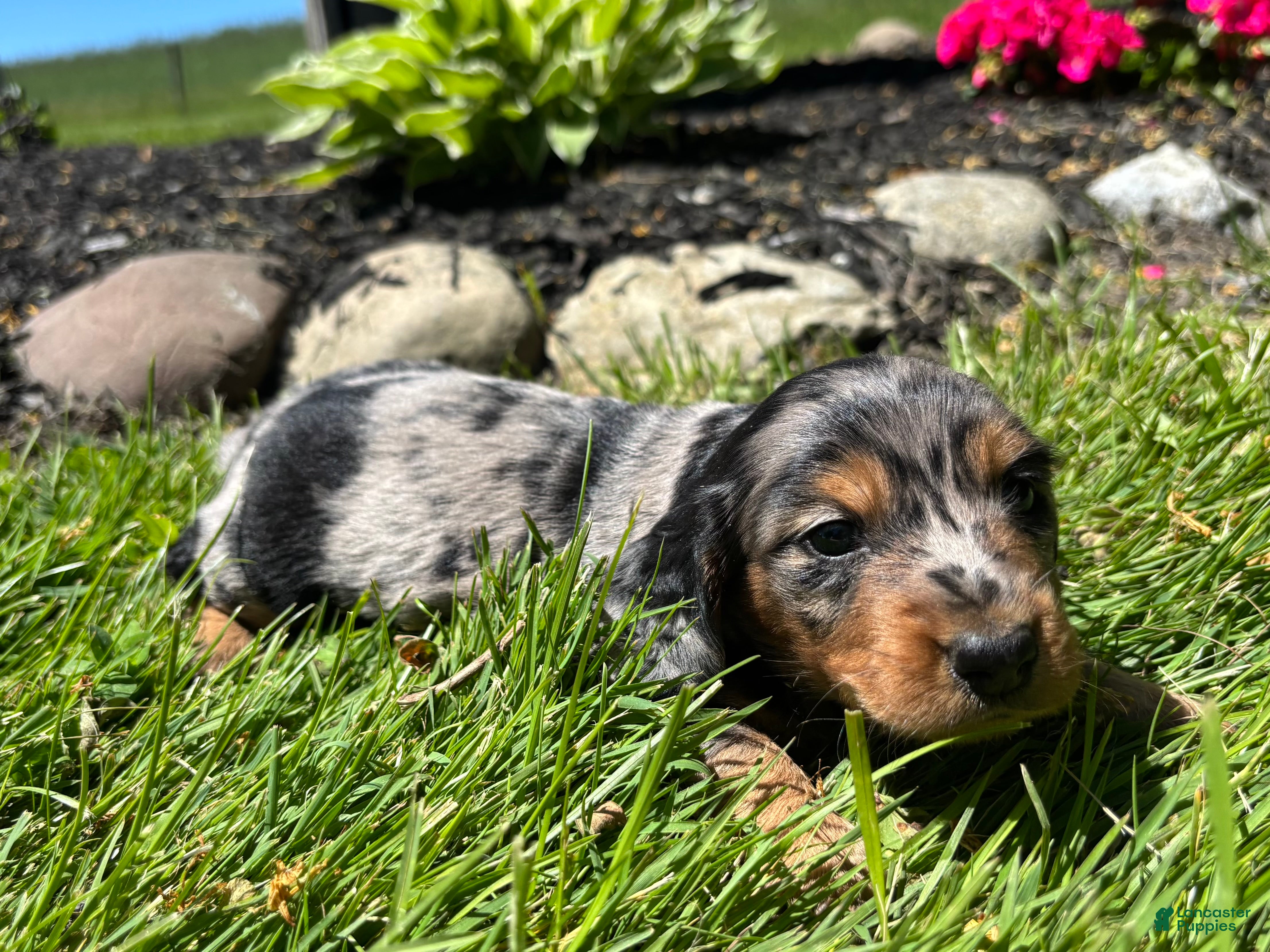 Miniature Dachshund dogs Dixie - Ad 2