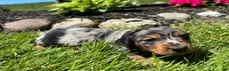 Miniature Dachshund dogs for sale: Dixie - Ad 2