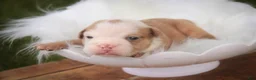 English Bulldog dogs for sale: Tonya English Bulldog  - Ad 6