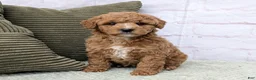Mini Goldendoodle dogs for sale: Lanie  - Ad 3