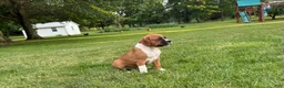 Boxer dogs for sale: Boxer 3 - Ad 9