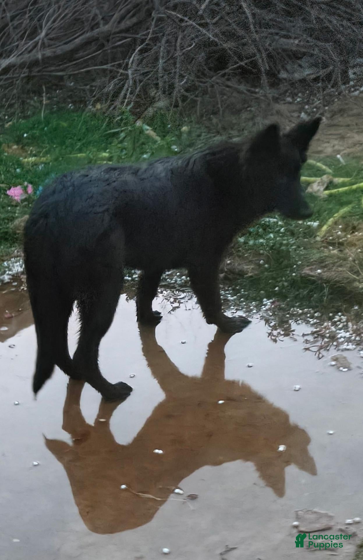 German Shepherd dogs for sale: German Shepherd 2 - Ad 26