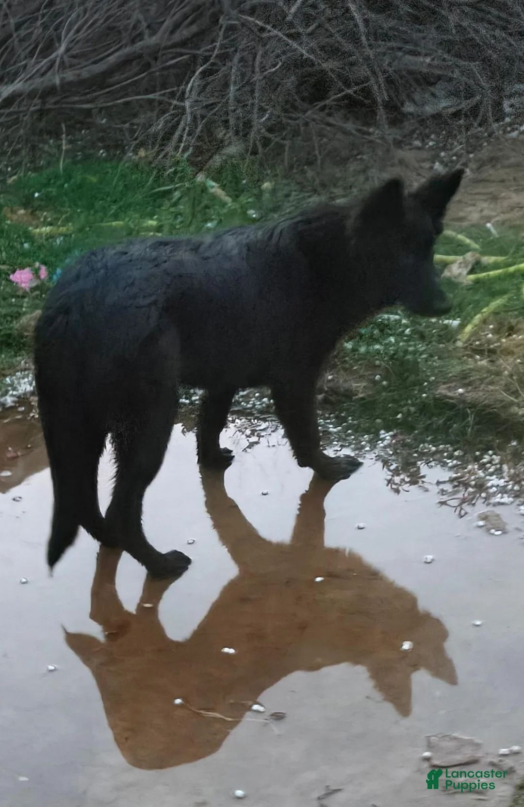 German Shepherd dogs for sale: German Shepherd 2 - Ad 1