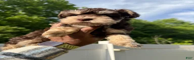 Peanut 