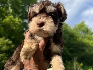 Miniature Schnauzer dogs for sale: Peanut - Ad 3