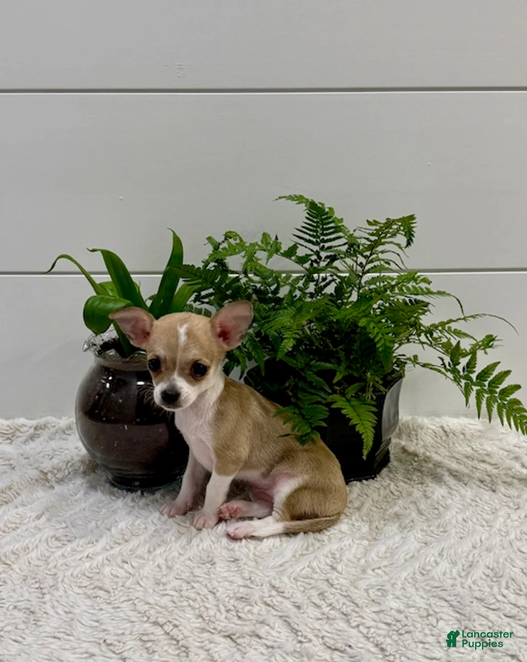 Chihuahua dogs for sale: Jade - Ad 2