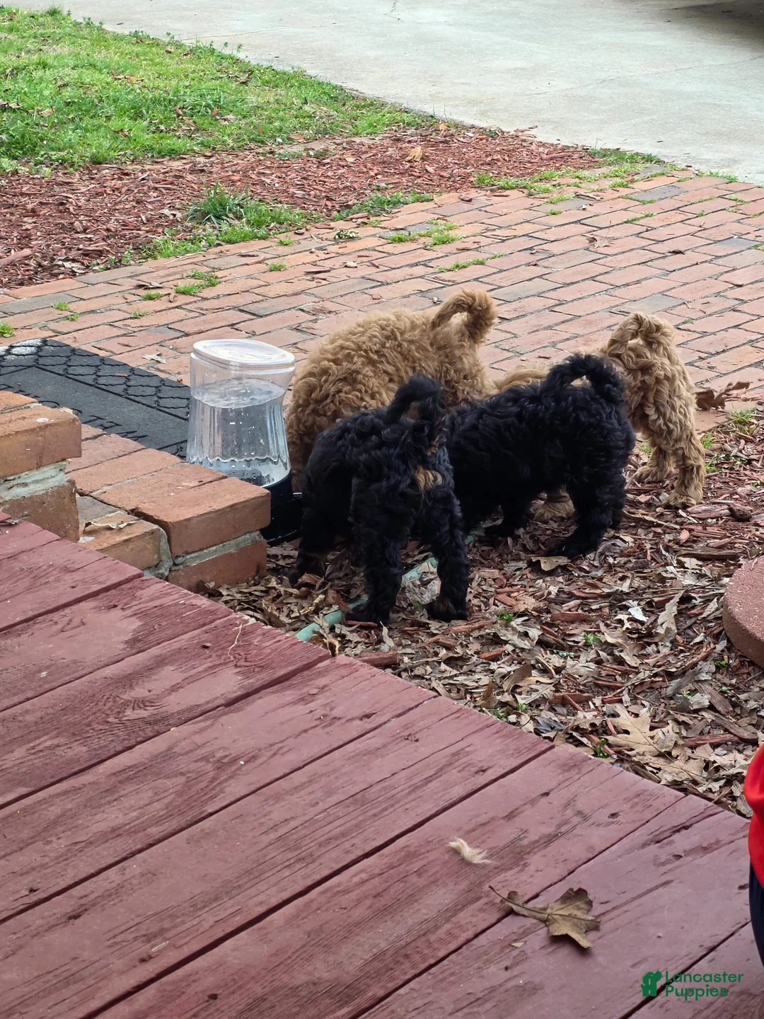 Mixed Breed dogs for sale: Mini Lab Puppy 5 - Ad 1