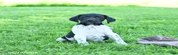 German Shorthaired Pointer dogs for sale: Rover  - Ad 4