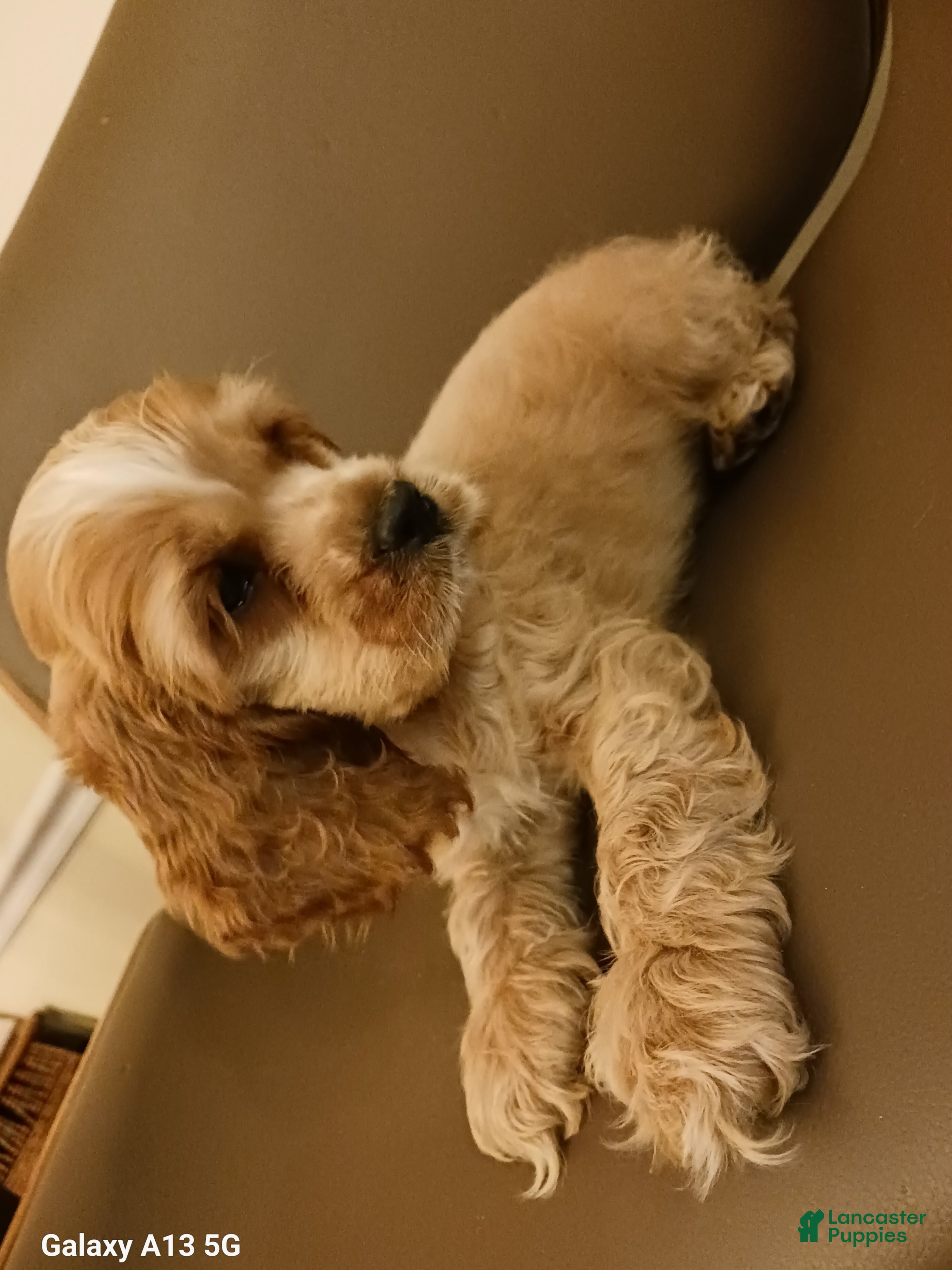 Cocker Spaniel dogs Cocker Spaniel Puppy 3 - Ad 34