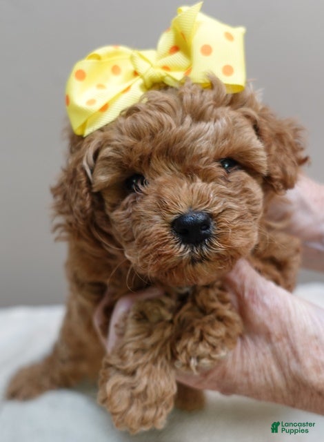 Toy Poodle dogs Valentine - Ad 10