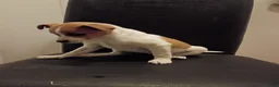 Jack Russell Terrier dogs for sale: Tracy  - Ad 3