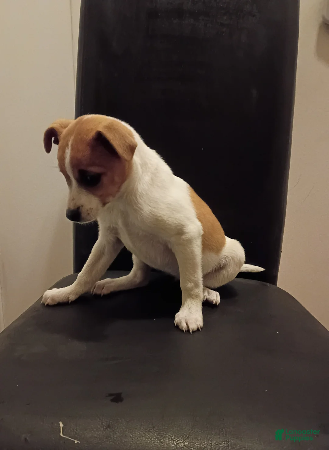 Jack Russell Terrier dogs for sale: Tracy  - Ad 3