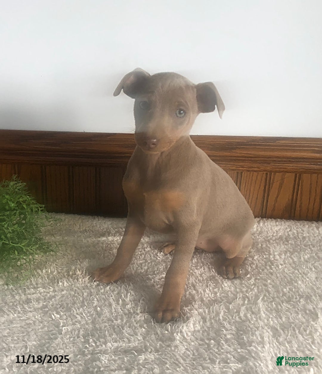 Miniature Pinscher dogs for sale: Amy - Ad 2
