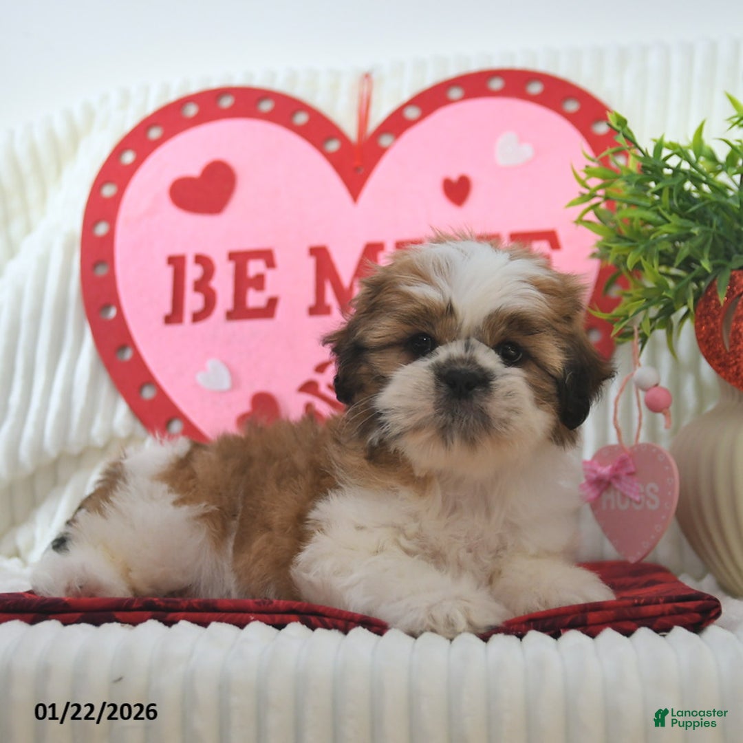 Shih Tzu dogs for sale: Romeo - Ad 4