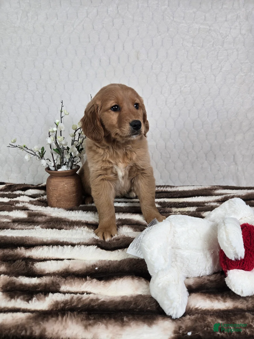 Golden Retriever dogs for sale: Goldie  - Ad 5