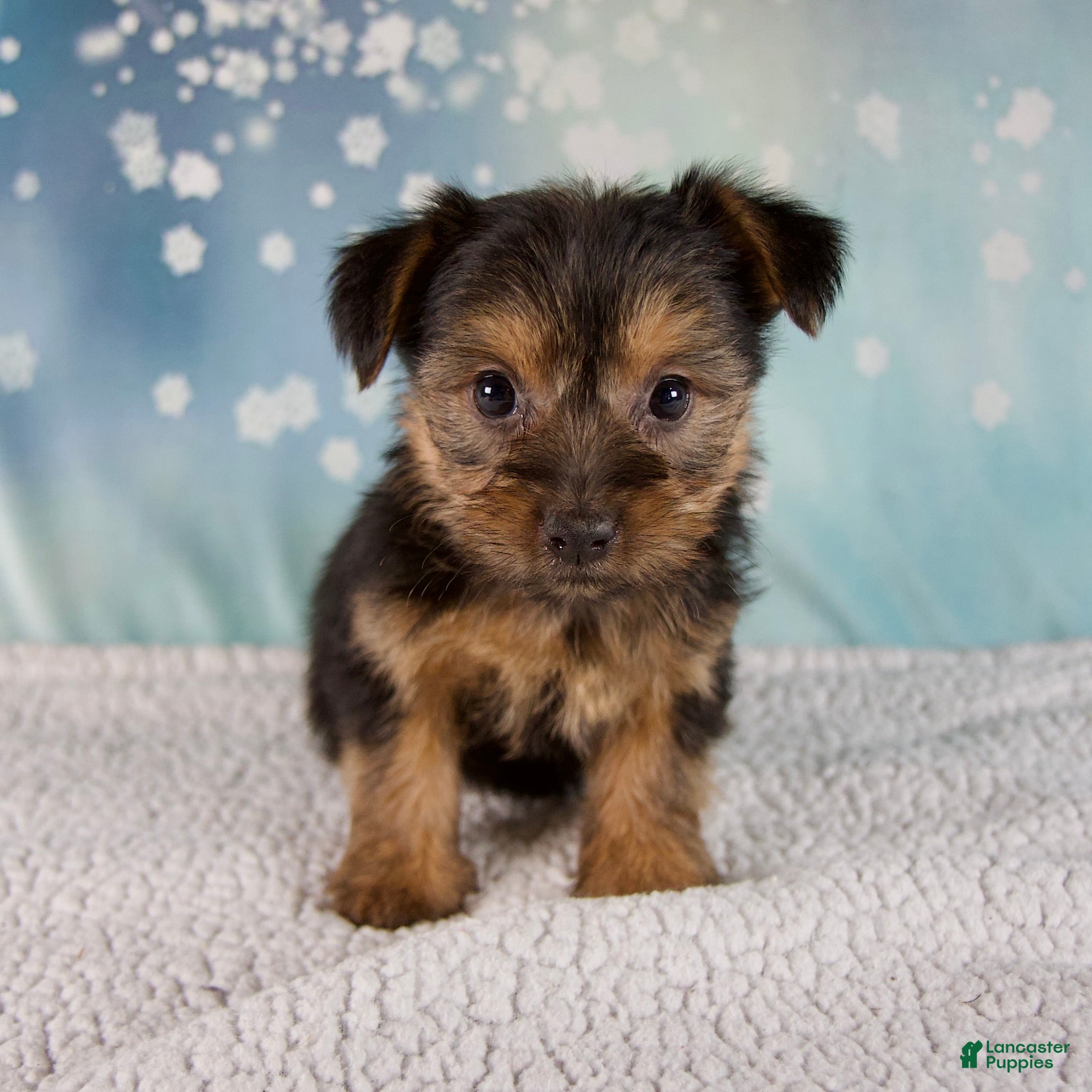 Morkie dogs Bella - Ad 2