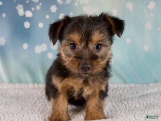 Morkie dogs Bella - Ad 1