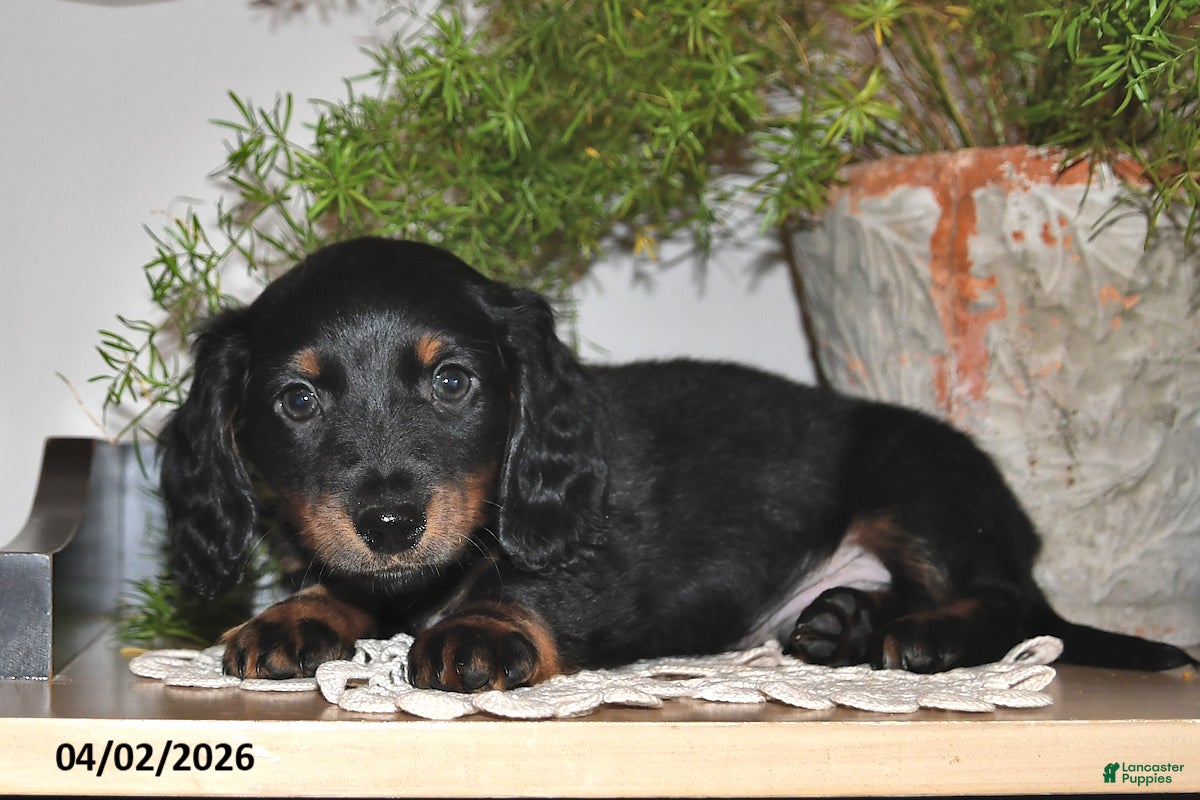 Miniature Dachshund dogs Parker - Ad 2
