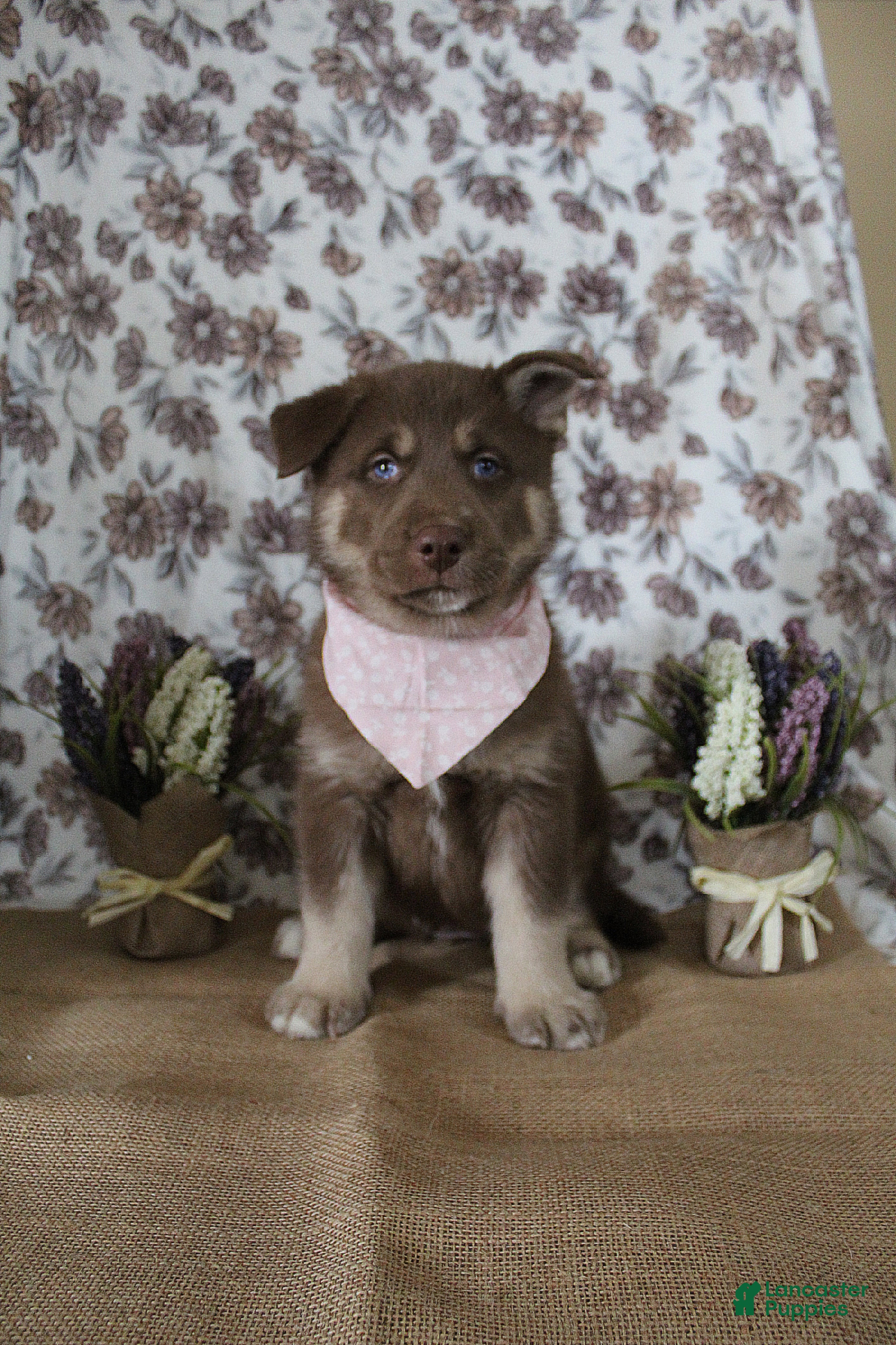 Gerberian Shepsky dogs 1 Pink - Ad 11