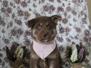 Gerberian Shepsky dogs 1 Pink - Ad 11