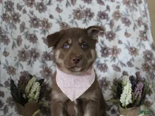 Gerberian Shepsky dogs 1 Pink - Ad 15