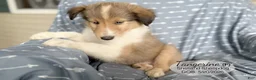Shetland Sheepdog dogs for sale: Tangerine - Ad 3