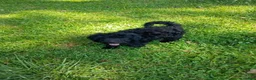 Labradoodle dogs for sale: Onyx - Ad 4