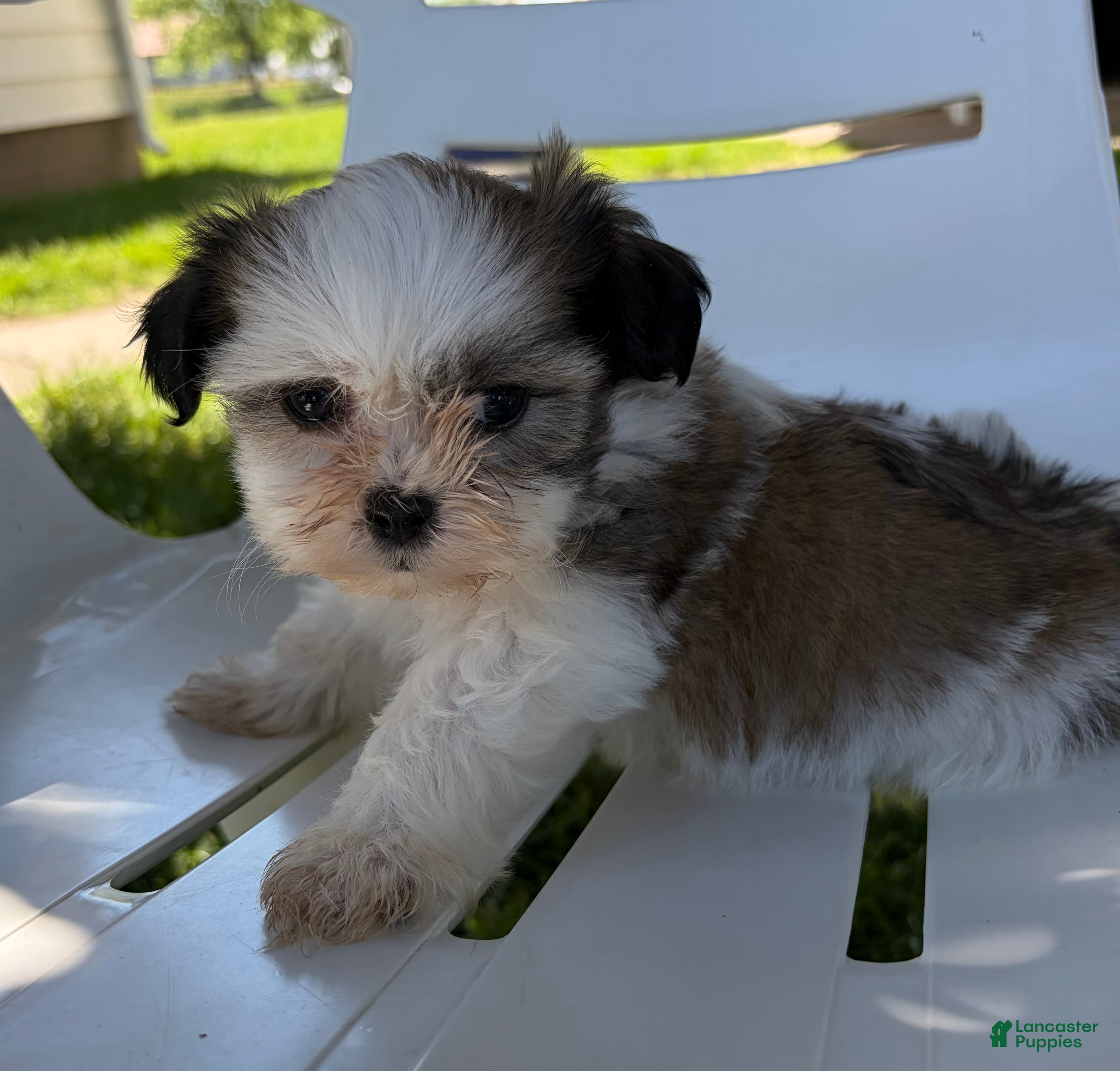 Mixed Breed dogs Lacey - Ad 1