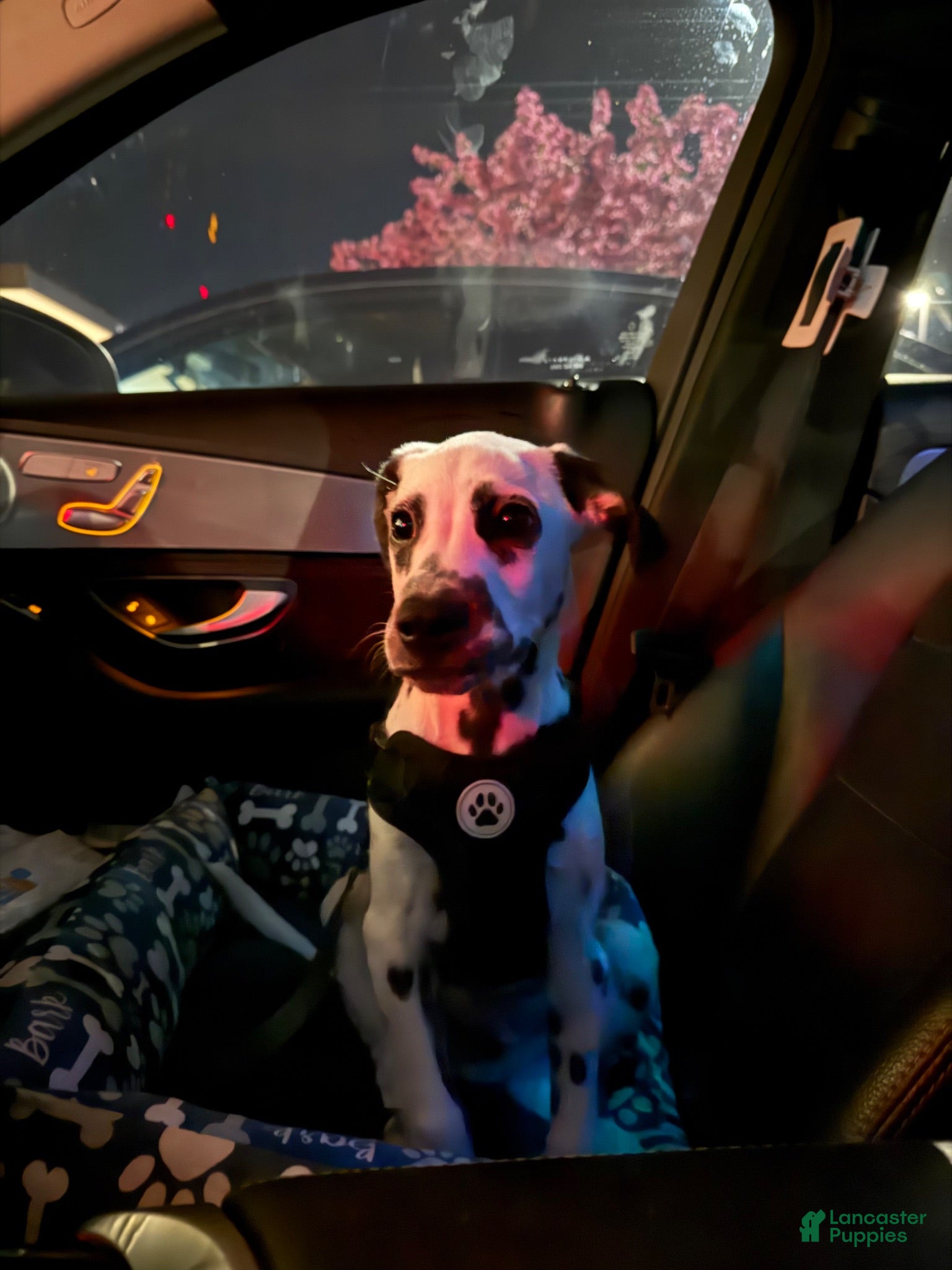 Dalmatian dogs Dalmatian 1 - Ad 2