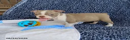 Boston Terrier dogs for sale: Rhinestone - Ad 5