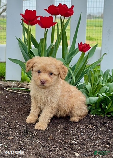 Miniature Poodle dogs Dash - Ad 1