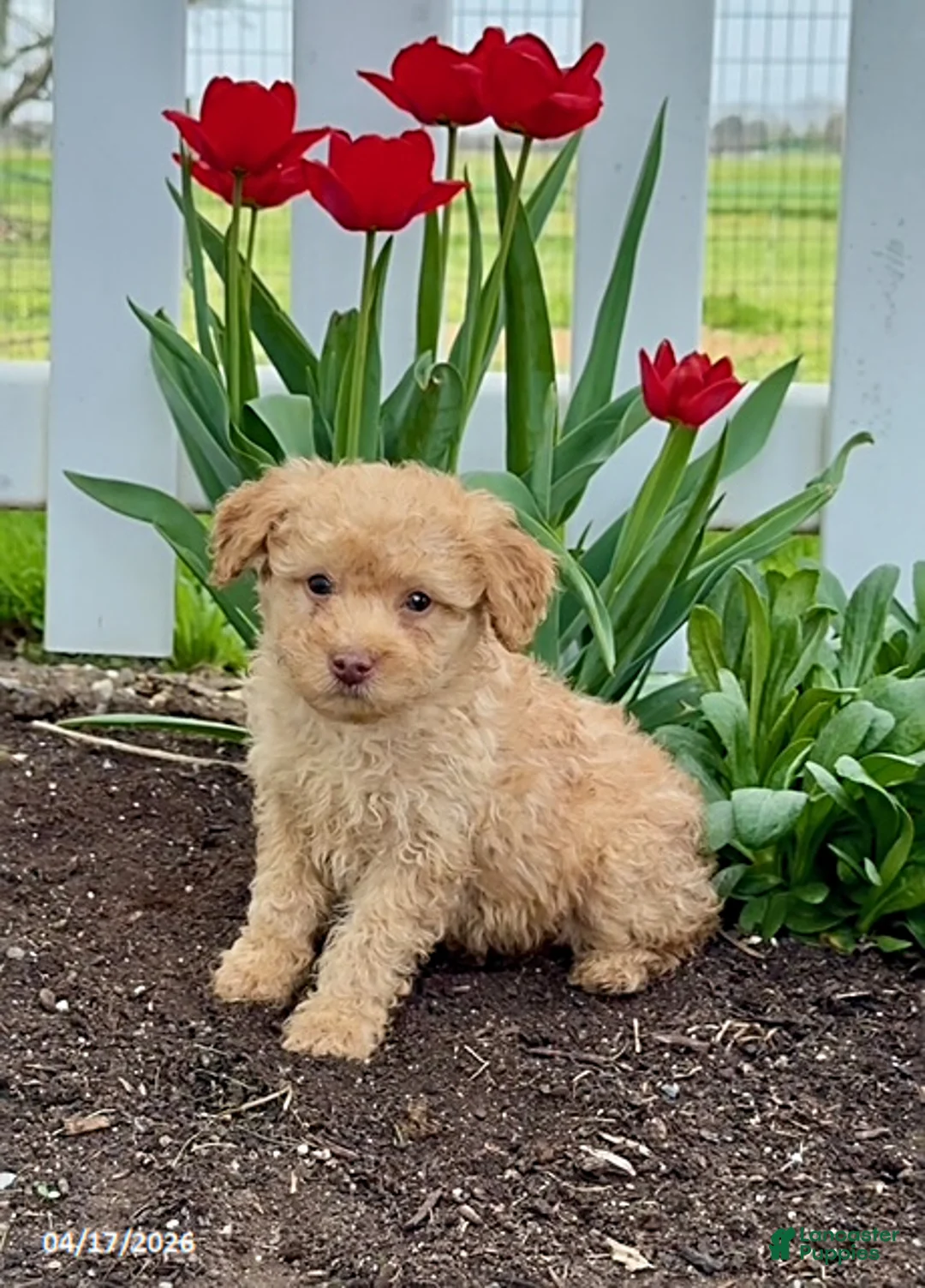 Miniature Poodle dogs for sale: Dash - Ad 1