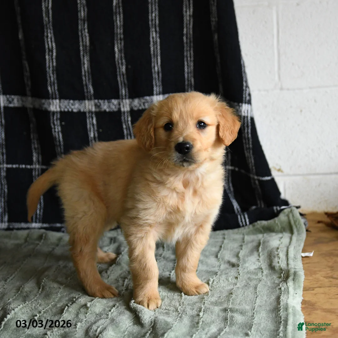 Golden Retriever dogs for sale: Blues - Ad 3
