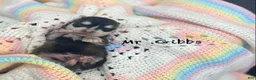 Pomsky dogs for sale: Mr Gibbs - Ad 3